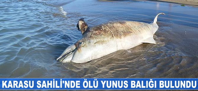 Karasu Sahili'nde ölü yunus balığı bulundu