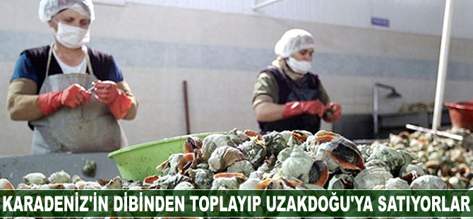 Batı Karadeniz'in dibinden toplayıp Uzakdoğu'ya satıyorlar