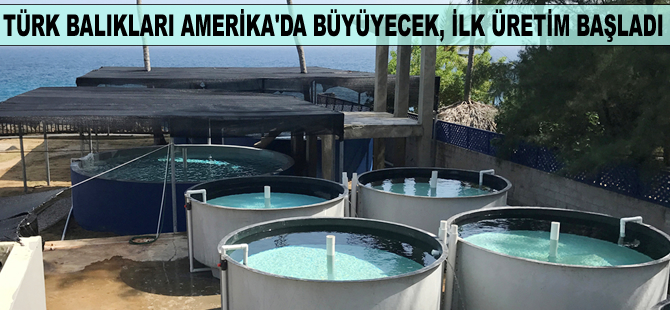Türk balıkları Amerika’da büyüyecek