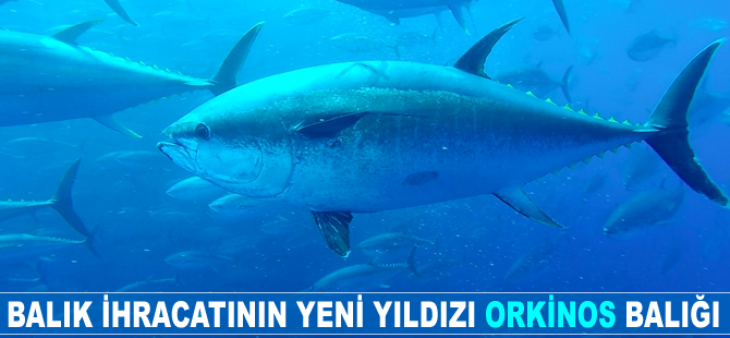 Balık ihracatının yeni yıldızı Orkinos
