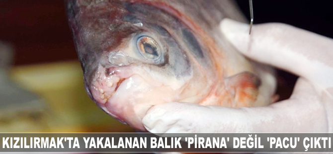 Kızılırmak’ta yakalanan balık 'Pirana' Değil 'Pacu' Çıktı