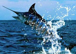 Denizlerimizde kılıç balığı avlamak yasak