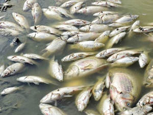 Bilinçsiz tarımsal sulama nedeniyle balıklar telef oldu