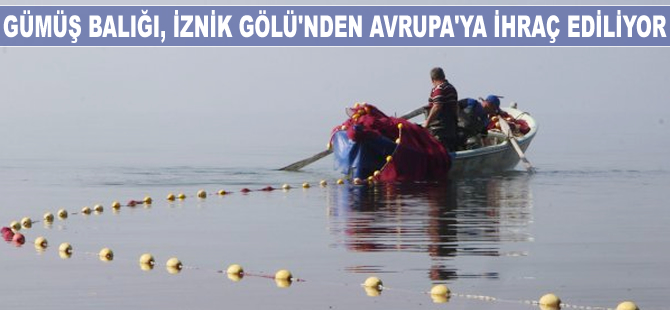 Gümüş Balığı, İznik Gölü’nden Avrupa'ya ihraç ediliyor