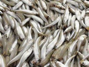 Gümüş Balığı, İznik Gölü’nden Avrupa'ya ihraç ediliyor