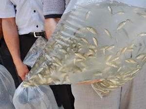 Simav'da göletlere 27 bin yavru sazan balığı bırakıldı