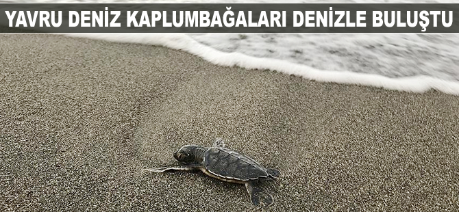 Yavru deniz kaplumbağaları denizle buluştu