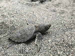 Yavru deniz kaplumbağaları denizle buluştu