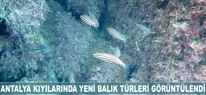 Antalya kıyılarında yeni balık türleri görüntülendi