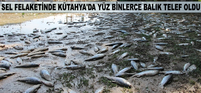 Sel felaketinde Kütahya'da yüz binlerce balık telef oldu