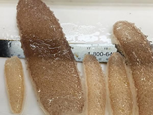 Kaliforniya'nın kuzey sahillerinde garip deniz canlıları görüldü