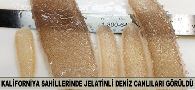 Kaliforniya'nın kuzey sahillerinde garip deniz canlıları görüldü