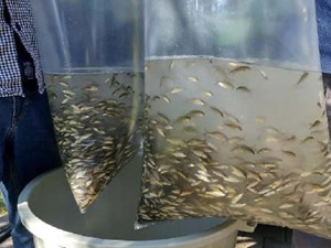 Çanakkale'de 9 gölete 105 bin yavru sazan balığı salındı