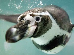 Coquimbo'da penguenler için maden projesi iptal edildi