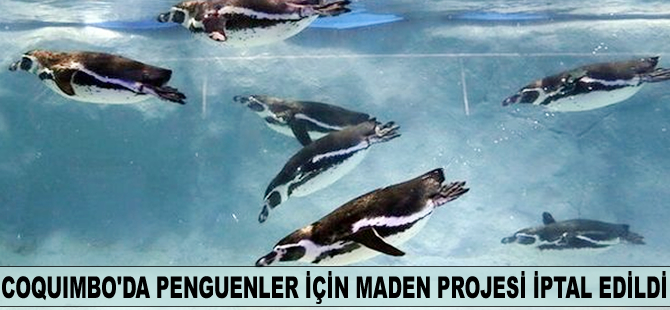 Coquimbo'da penguenler için maden projesi iptal edildi