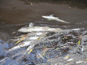 Karacabey'in Canbolu Deresi'nde balık ölümleri gerçekleşti