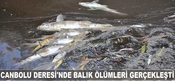 Karacabey'in Canbolu Deresi'nde balık ölümleri gerçekleşti