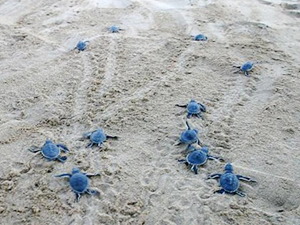 Kuşadası'nda 34 yavru Caretta Caretta denizle buluştu