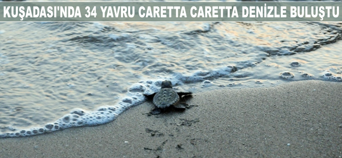 Kuşadası'nda 34 yavru Caretta Caretta denizle buluştu