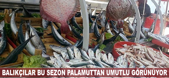 Balıkçılar bu sezon palamuttan umutlu