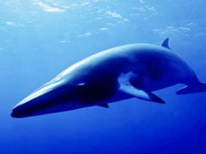 Nesli tükenen dişsiz yunus kalıntıları bulundu