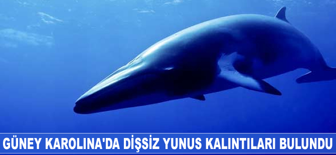 Nesli tükenen dişsiz yunus kalıntıları bulundu