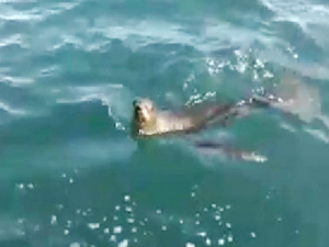 Kastamonu Cide açıklarında fok balığı görüntülendi