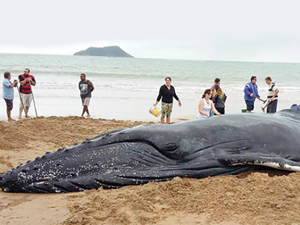 Gelgit sonucu karaya vuran balina okyanusa bırakıldı