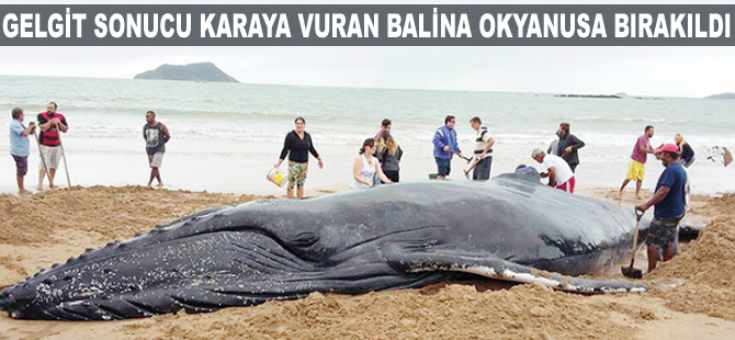 Gelgit sonucu karaya vuran balina okyanusa bırakıldı