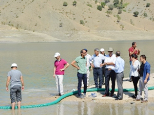 Alkumru Baraj Göleti'ne yavru sazan balıkları bırakıldı