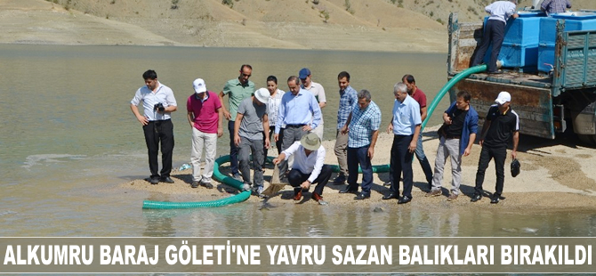 Alkumru Baraj Göleti'ne yavru sazan balıkları bırakıldı