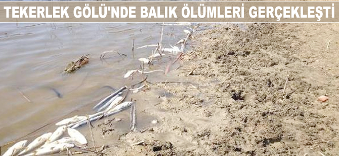 Tekerlek Gölü'nde suların çekilmesiye balık ölümleri yaşandı