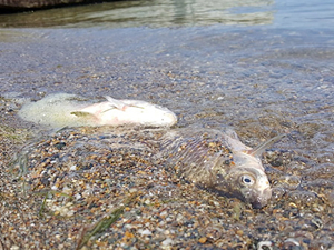 Tekerlek Gölü'nde suların çekilmesiye balık ölümleri yaşandı
