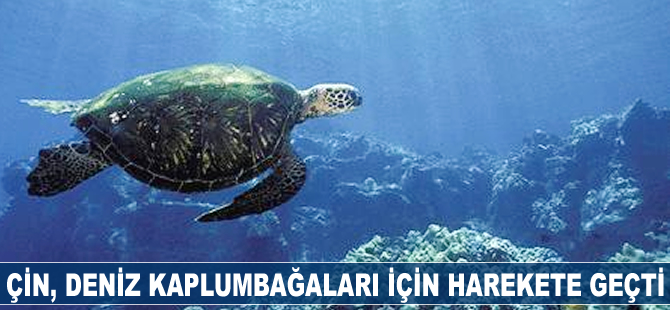 Çin, deniz kaplumbağaları için harekete geçti