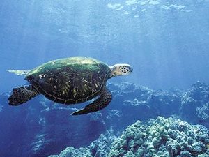 Çin, deniz kaplumbağaları için harekete geçti