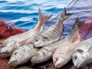 Sürdürülebilir balıkçılık politikası, kota ve lisansla sağlanıyor