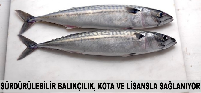 Sürdürülebilir balıkçılık politikası, kota ve lisansla sağlanıyor