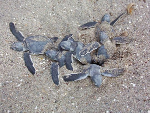 Mersin'de Caretta Carettaların yuvalama alanı satıldı