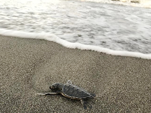Yavru Caretta Carettalar, denizle buluştu