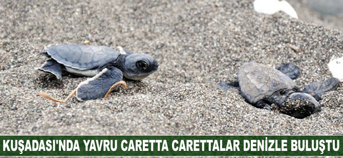Yavru Caretta Carettalar, denizle buluştu