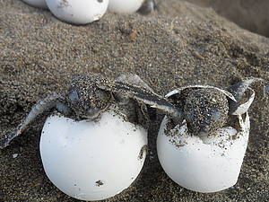 Yavru Caretta Carettaların denizle buluşması tamamlandı