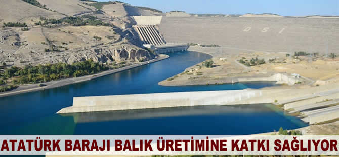 Atatürk Barajı balık üretimine katkı sağlıyor