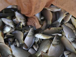 Türkiye'de balık tüketimi Avrupa'nın gerisinde kaldı