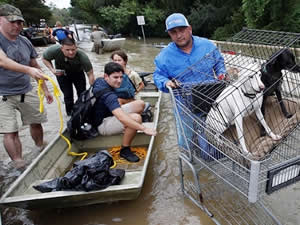 Teksas'ta meydana gelen sel hayvanları telef etti