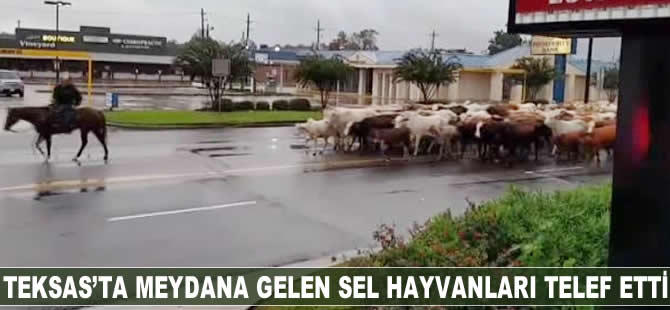 Teksas'ta meydana gelen sel hayvanları telef etti