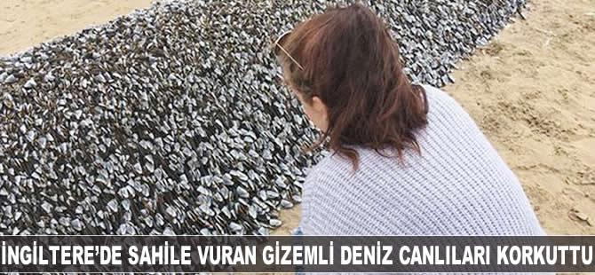 İngiltere'de sahile vuran gizemli deniz canlıları korkuttu
