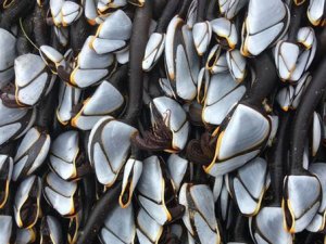 İngiltere'de sahile vuran gizemli deniz canlıları korkuttu