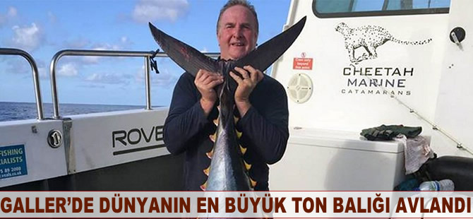 Galler'de dünyanın en büyük ton balığı avlandı