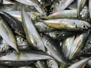 Marmara Denizi'ne açılan balıkçılar sardalya avladı