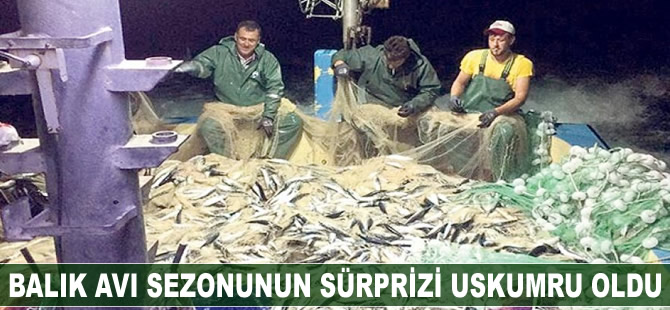 Balık avı sezonunun sürprizi uskumru oldu